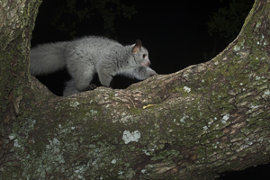 bushbaby
